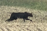 Big cat seen roaming English countryside for weeks requires amputation due to mystery gunshot wound
