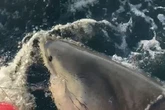 'Biggest great white ever' in the Atlantic seen heading towards holiday hotspot