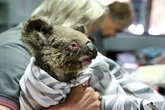 Koala bear sperm and eggs being frozen before chlamydia wipes out horny species