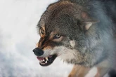 Wolf attack advice issued to tourists in holiday hotspot - 'show dominance'