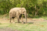 Man loses fourth relative to 'human hunter' elephant that has wiped out 25 victims