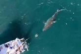 'Biggest ever' great white shark outsmarts scientists after coming face-to-face