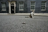 Larry the Cat welcomes new Prime Minister Andy Burnham with bloody gift