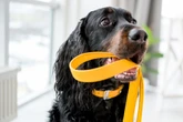 Important reason people should never approach dogs wearing yellow