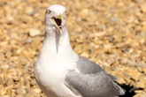 Psychotic seagulls 'as big as foxes' terrorise Brits after explosion of litter