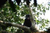 Bizarre new monkey species that speaks in burps and looks like a duck discovered