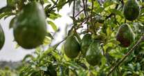 Avocado buyers warned as supermarkets brace for problem