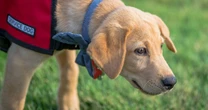 'Entitled sister wants to ban my service dog from her wedding for outrageous reason'