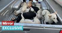 Three million street-dogs killed ahead of World Cup as campaigner urges FIFA to take action