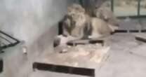 Harrowing three final words of zookeeper eaten alive after filming himself with lions 'to impress girlfriend'