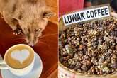 'I'm nutritionist – here's advice on world's most expensive coffee made from animal poo'