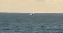 Humpback whales spotted frolicking off British beach in rare UK sighting