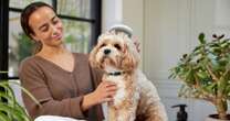 Brits spend £17.8b a year pampering their pets - from massages to fairy tales