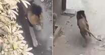 Incredible moment huge lion prowls down street after escaping from cage before it's shot dead