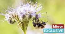 'Ban pesticides to save British bees from extinction' say 1.6 million Brits