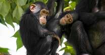 Chimpanzees have 'genetically adapted' to resist deadly disease in 'significant' finding for humans