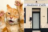 Bitter row breaks out as plans issued for dog grooming salon next door to cat cafe