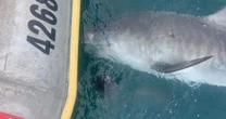 Shark spotted throwing up spiky land-dwelling 'fully intact' echidna in world first