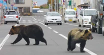 Inside horror island where 'Ninja Bears' with 'taste for human flesh' are terrorising localsBears