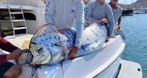 Deep sea fish known as 'harbinger of doom' rescued from shark attack