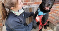 Unlucky dog seeking 'forever' home after almost 500 days in RSPCA care