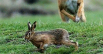 Nine dead hares left lining country road as 'message' after latest barbaric killings