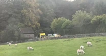 Man killed by falling tree as Storm Amy horror winds tore through Yorkshire