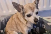 Britain's oldest rescue dog searching for retirement home at age of 126