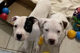 Rescue animals needing 'forever home' left behind as Brits worry about vet bills