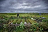 UK's first rice crop of risotto, basmati and sushi is harvested after record-breaking summer