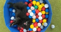 These adorable pets are desperate for a new home - here's how to help