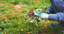 Removing one common weed can damage lawn and deprive soil of 'essential' nutrientsGardening