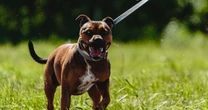 Oswaldtwistle dog attack on boy as Staffie and Pocket Bully type breeds seized