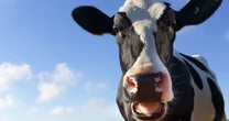 Mad cow disease detected on Essex farm as authorities forced to cull animal