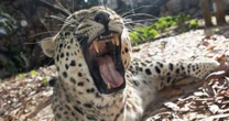 Jerusalem Biblical Zoo worker fighting for life after horror leopard mauling