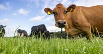 Ad FeatureThe local link to your latte – how one popular coffee brand benefits from British milk