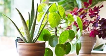 Instagram's most viral plants look great but are extremely dangerous for your pets