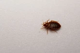 UK Government infiltrated by bed bugs as officials spent £150k trying to remove critters
