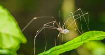 Easy £3 item will help keep daddy long legs away this autumnCleaning