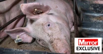 Inside grim Australia farms run on 'cruel' animal welfare to supply meat to UK