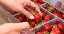 Doctor explains 'correct' way to eat strawberries and it might surprise you