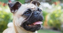 Brits ditch two dog breeds because of health fears with new most popular namedAnimals