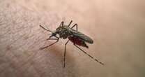 India travel warning as hospitals reserve beds in dengue fever spike