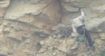 Bold thief abseils down cliff to steal rare eggs that can be worth a fortune