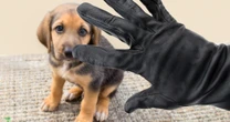 Dog and cat thieves to face five years in jail in bid to tackle scourge of pet thefts