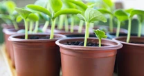 Gardening pro's four-ingredient mixture makes seedlings 'grow stronger'