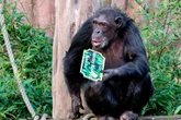 Rogue chimpanzee escapes enclosure and causes chaos as zoo placed on lockdown