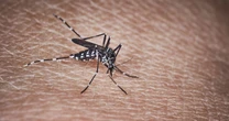 Urgent warning for Brits visiting Canary Islands after deadly tiger mosquitos invade