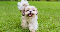 Vet issues warning to dog owners over breeds more at risk during tick season - full list
