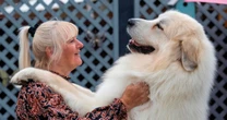 Enormous 8st dog who stands at 6ft tall wears a bib and eats at the dinner table